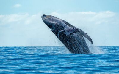 Maximize Your Fishing Charter